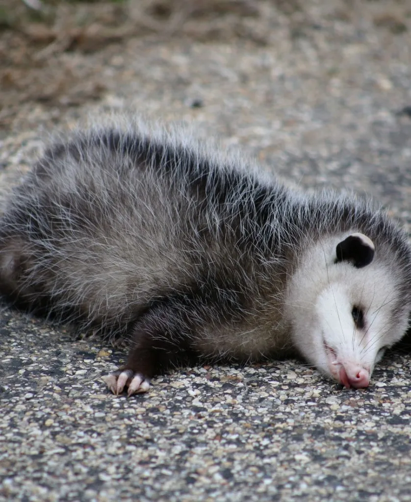 Possum pretending to be dead