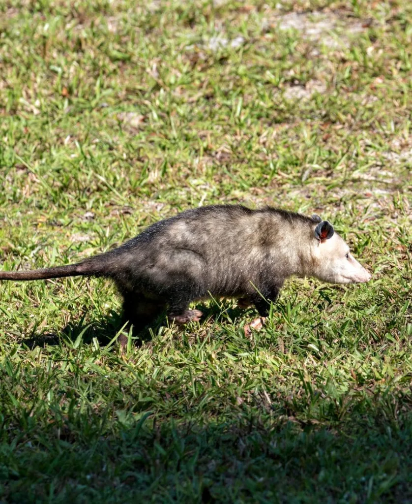 Possum walking on the grass