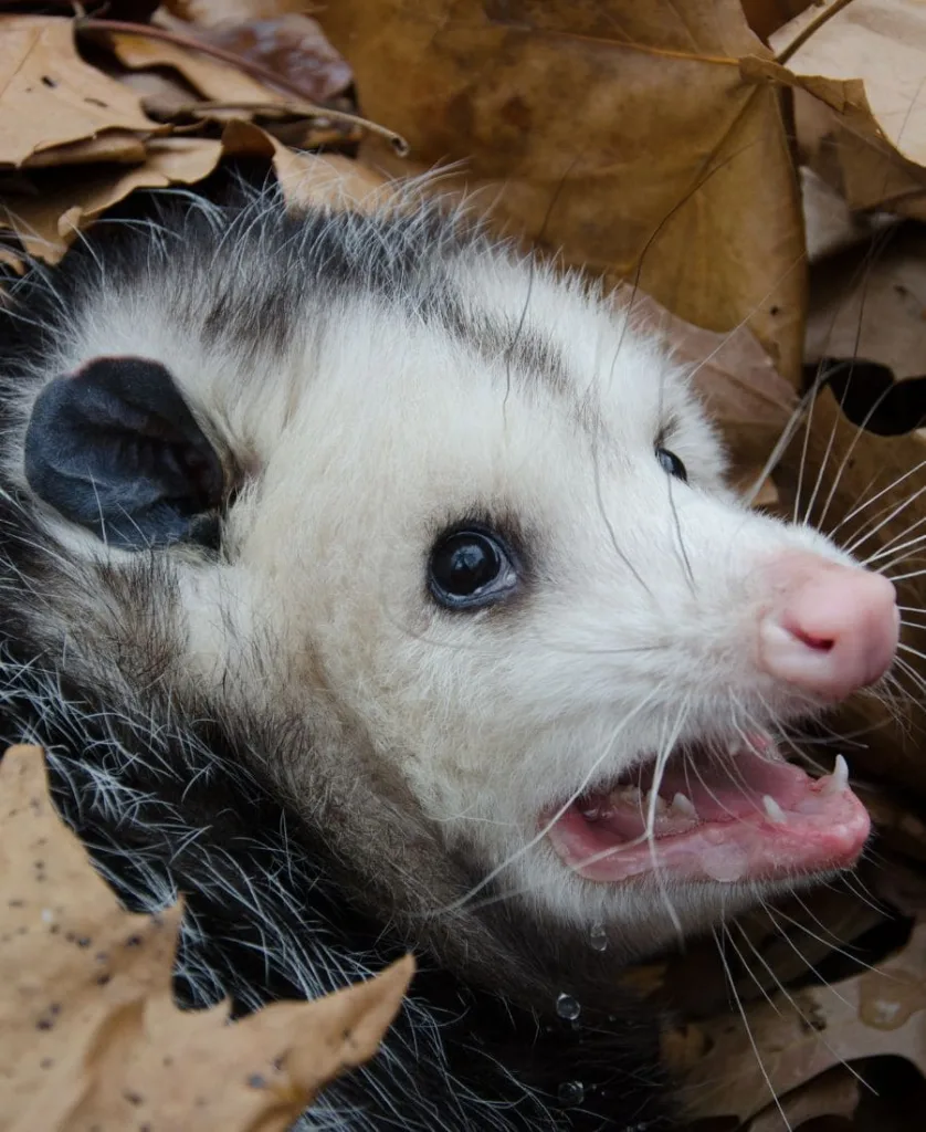 Spiritual Meanings Of Seeing A Possum