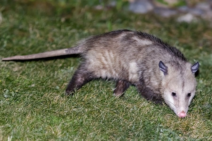 Spiritual Meanings Of Seeing A Possum: 9 Strong Warnings