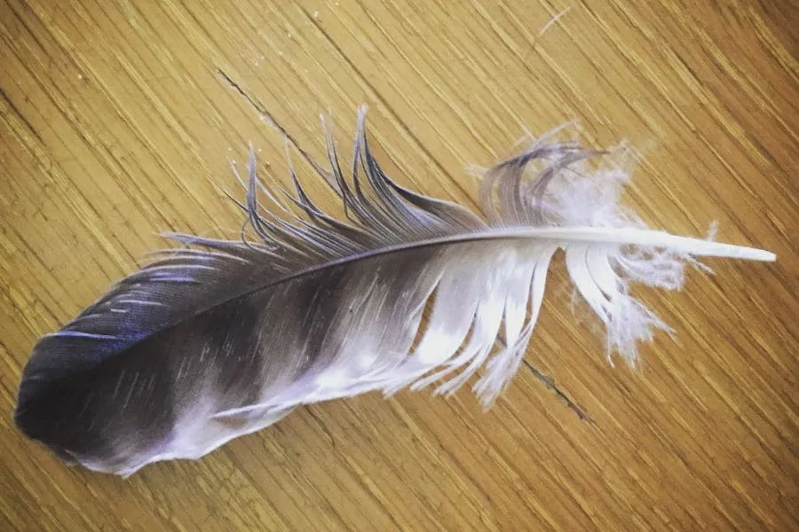 Spiritual Meanings of Hawk Feather (9 Angelical Messages)