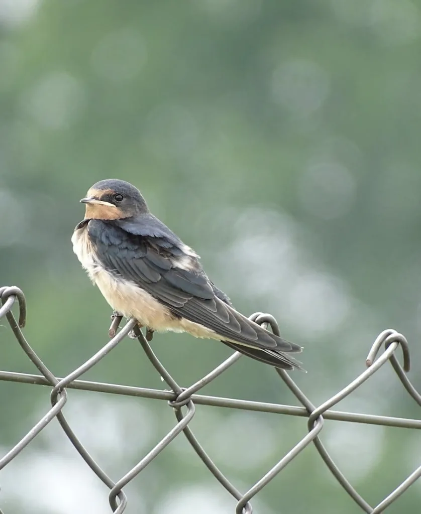 Spiritual Meanings of Swallow Bird