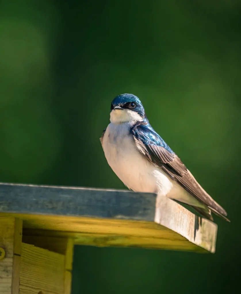 Swallow Bird on a bird house