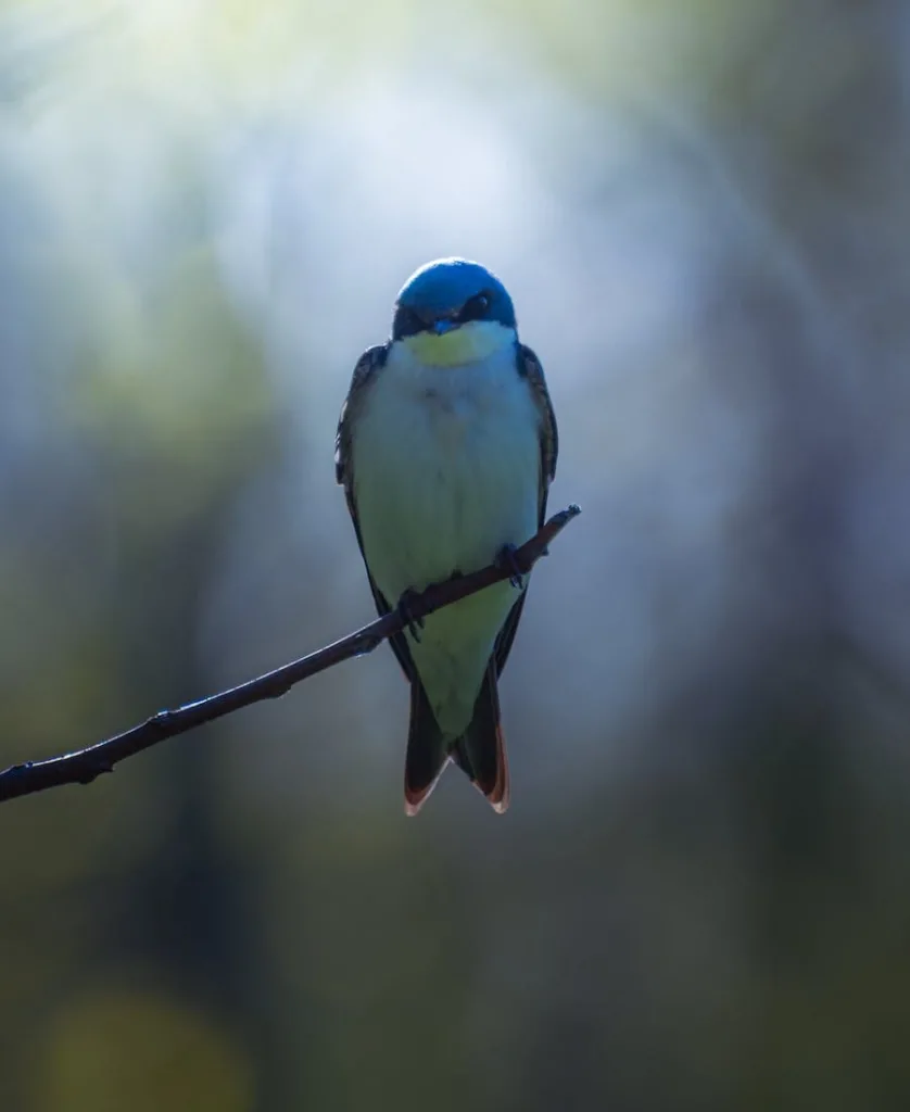 Swallow Bird on a branch