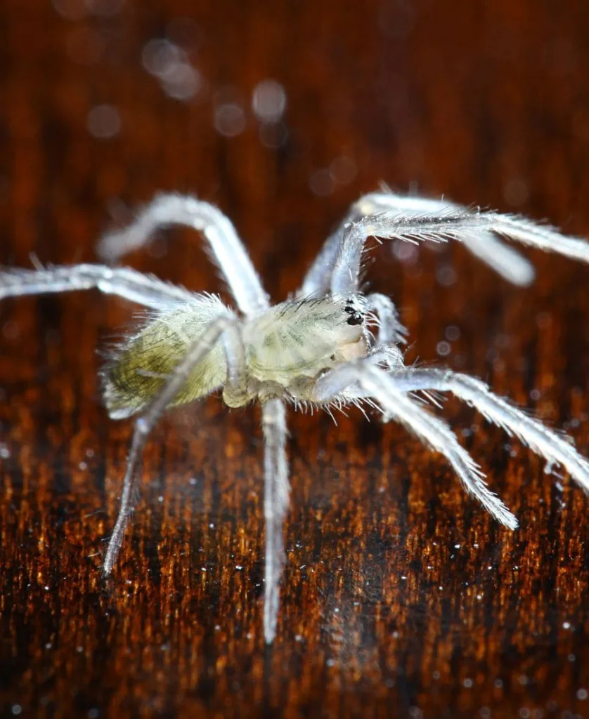 White Spider on a table