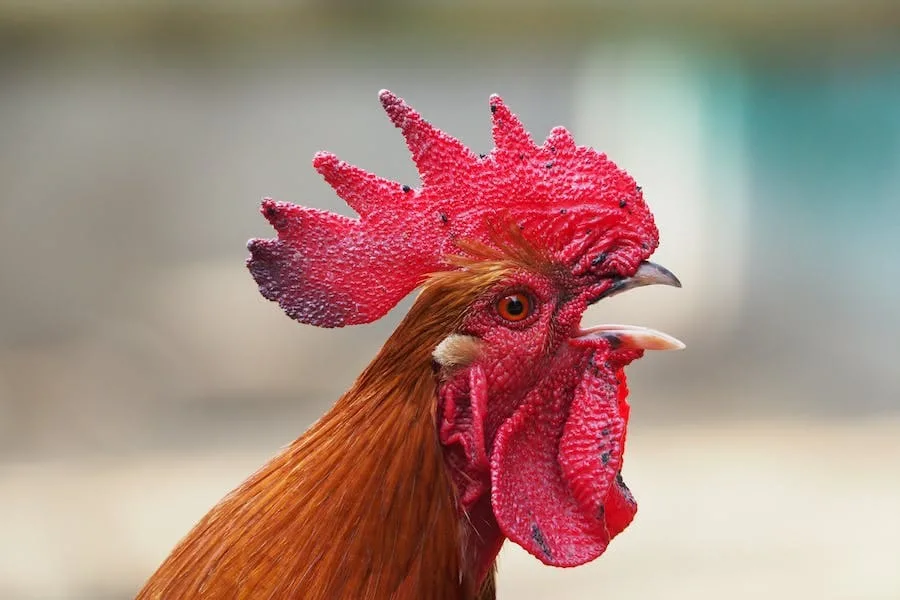 8 Spiritual Meanings of Rooster (Symbolism)