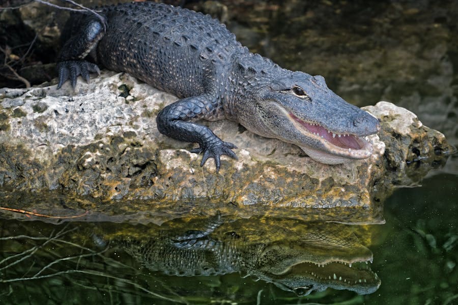 Alligator Dream Meaning Bible: Behind The Tough Skin