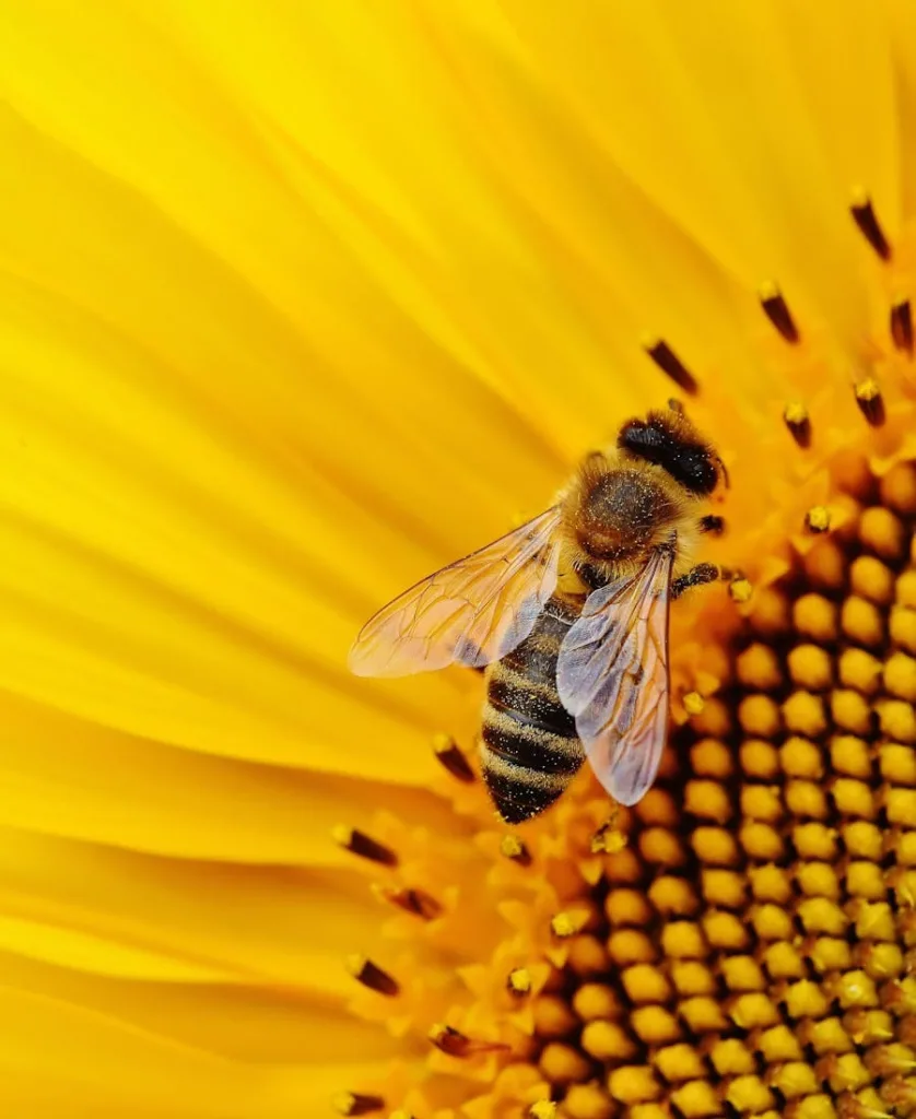 Biblical Meaning of Bees in Your House