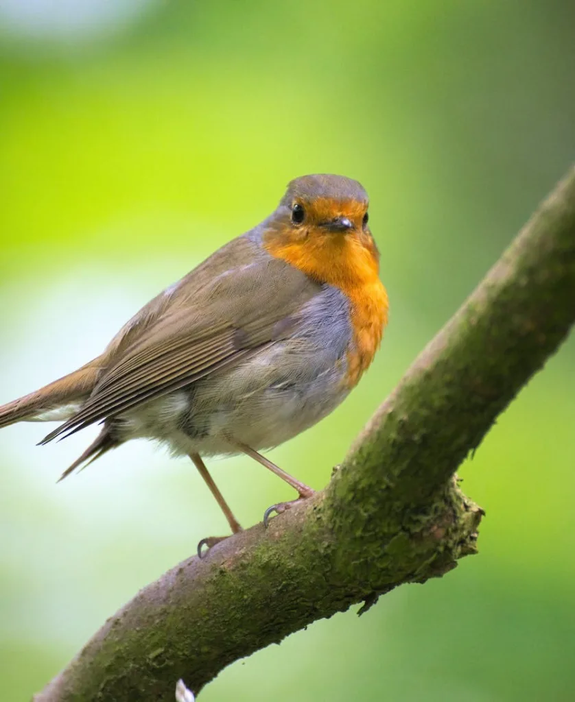 Birds Chirping at 2am Spiritual Meaning