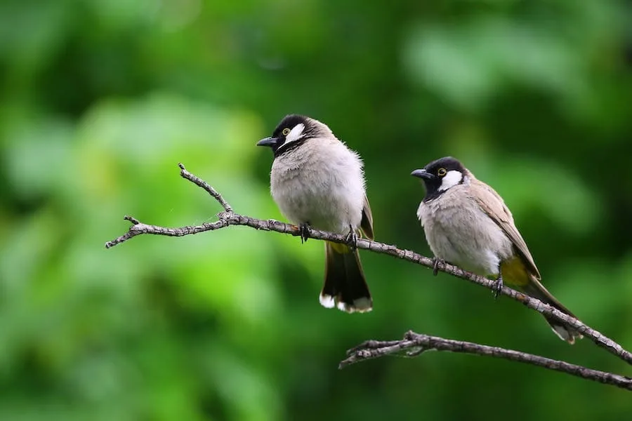 Birds Chirping at 2am Spiritual Meaning (Explained)