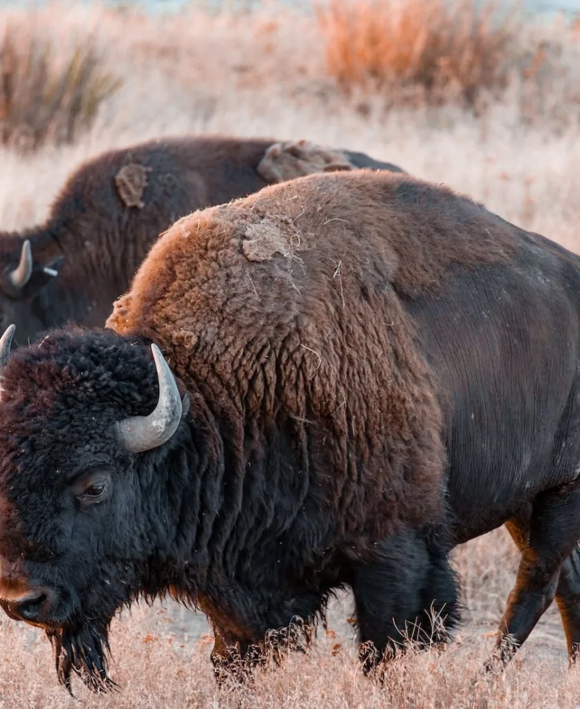 Bison