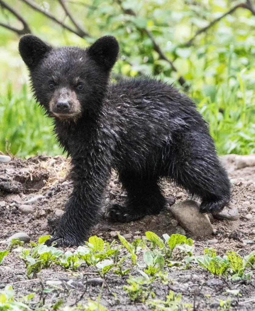 Black Bear