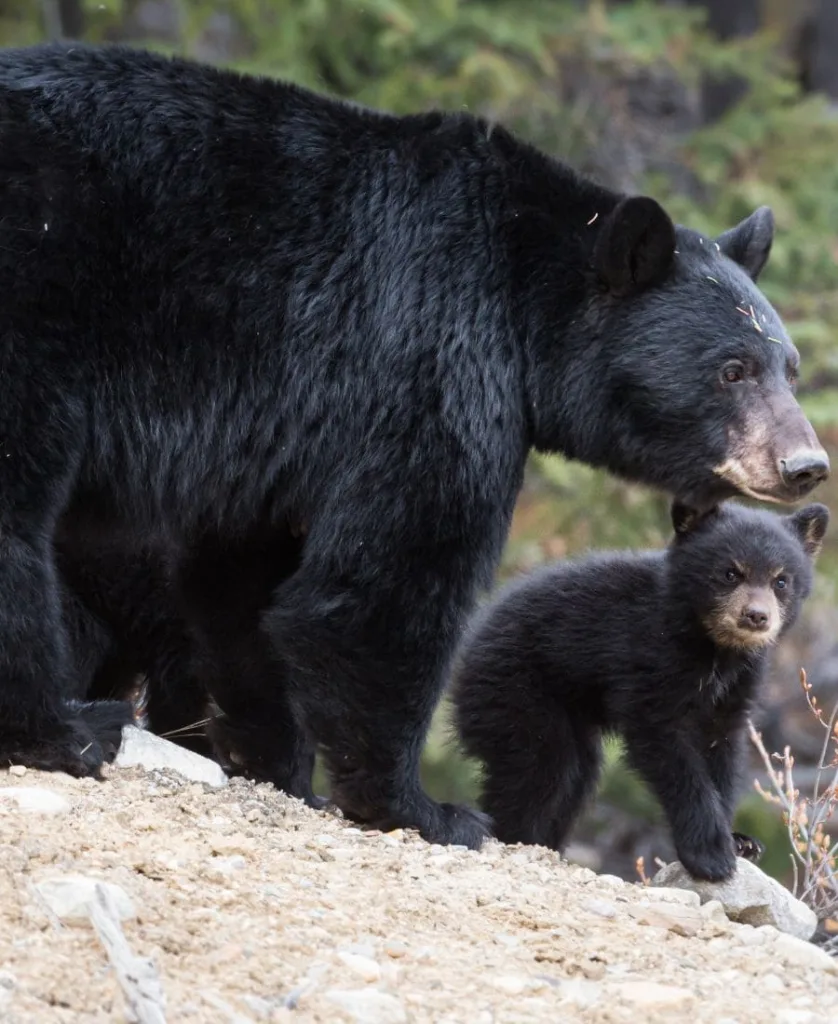 Black Bear Spiritual Meaning