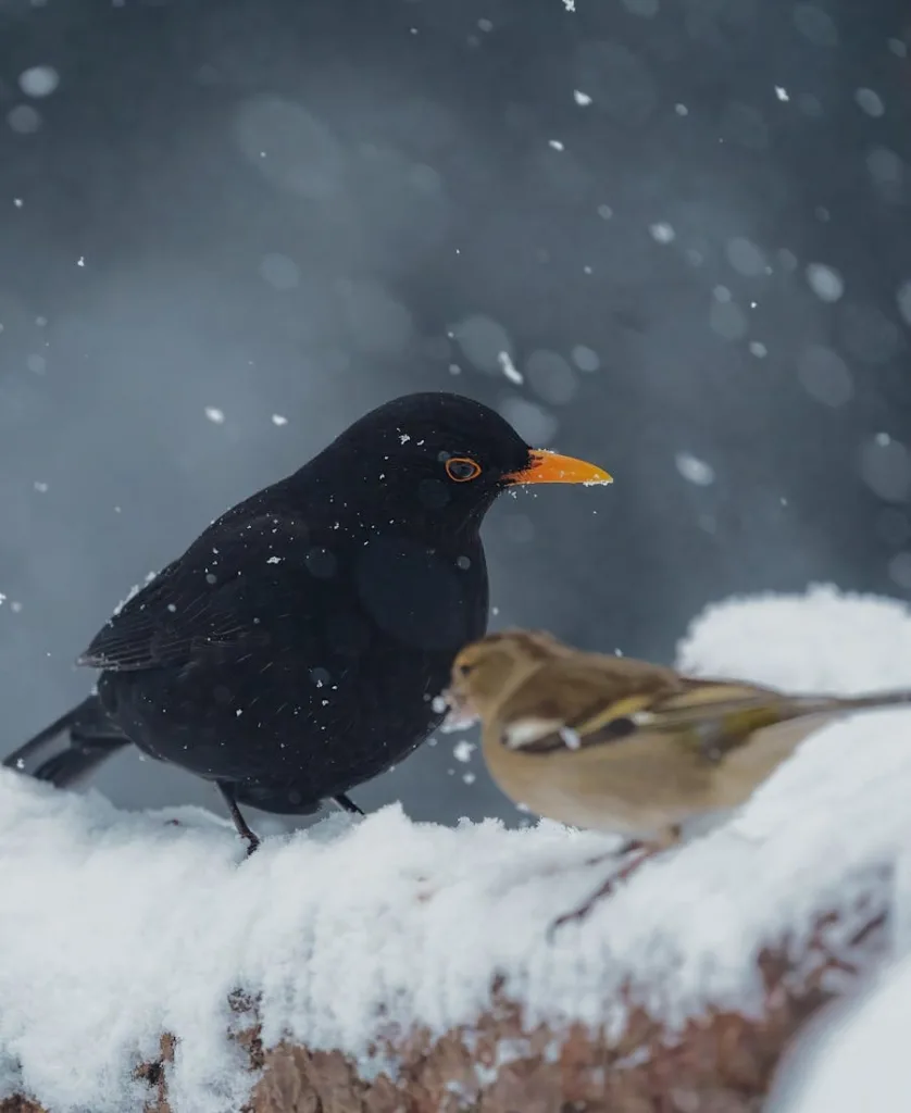 Spiritual Meanings of Blackbird: 9 Strong Messages