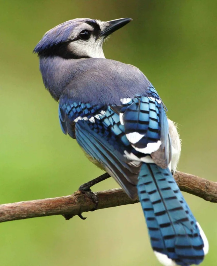 Blue Jay