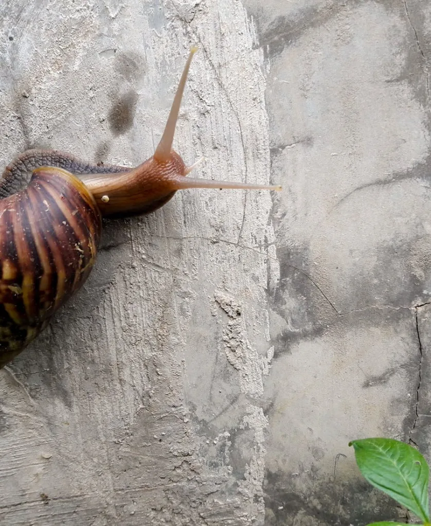 Brown Snail