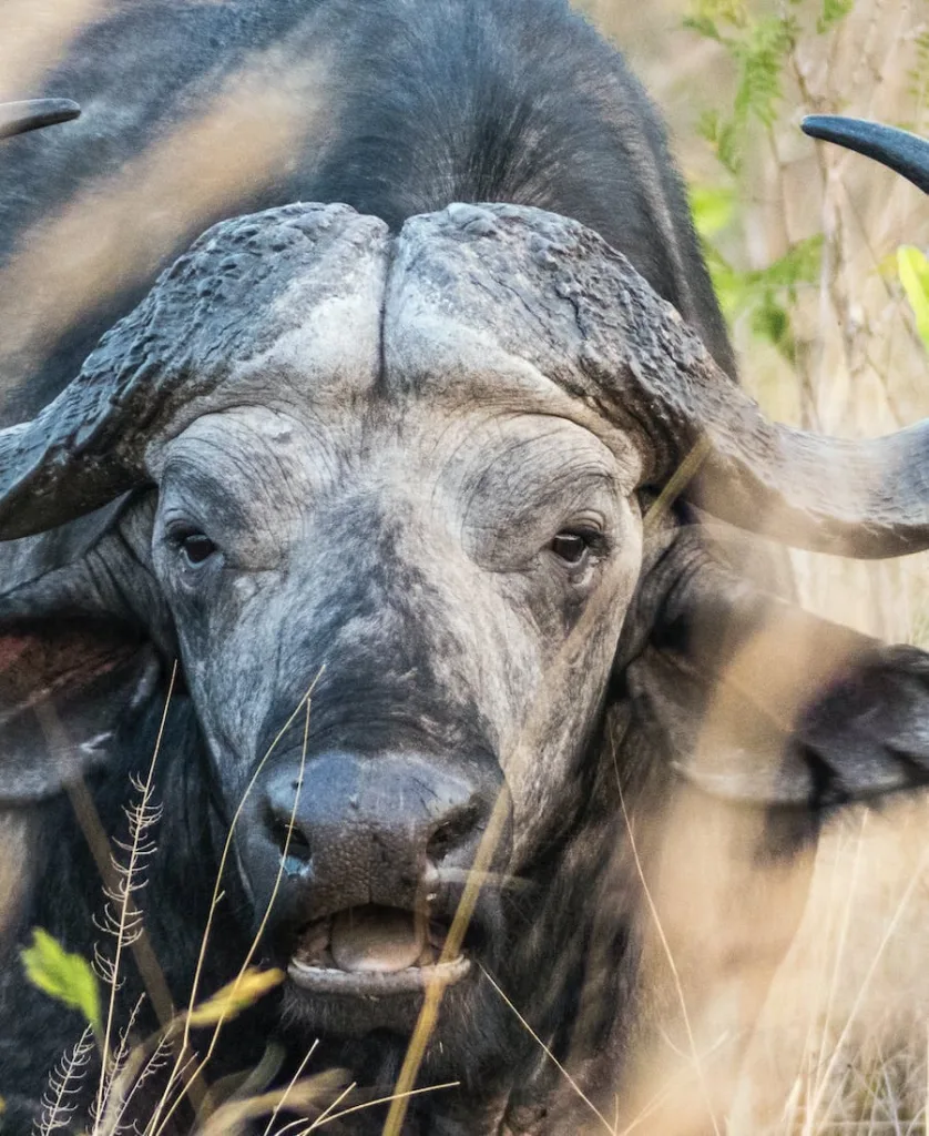 Buffalo eating