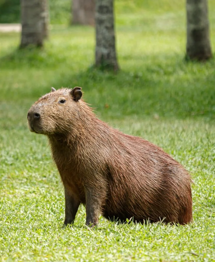 Capybara