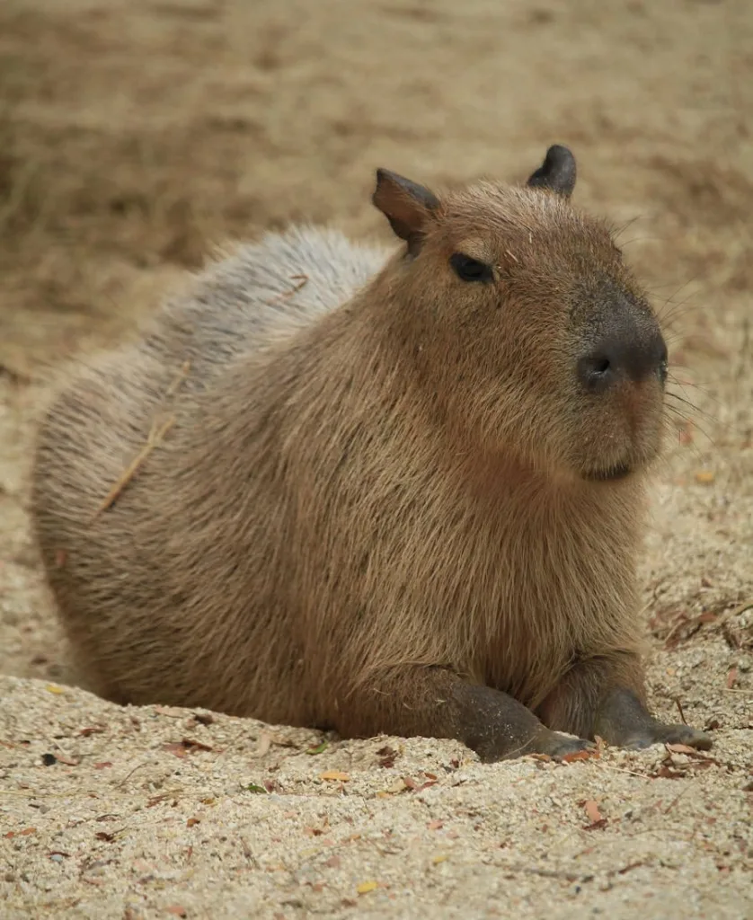 Capybara Spiritual Meaning