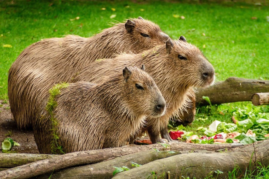 Capybara Spiritual Meaning: 6 Powerful Signs