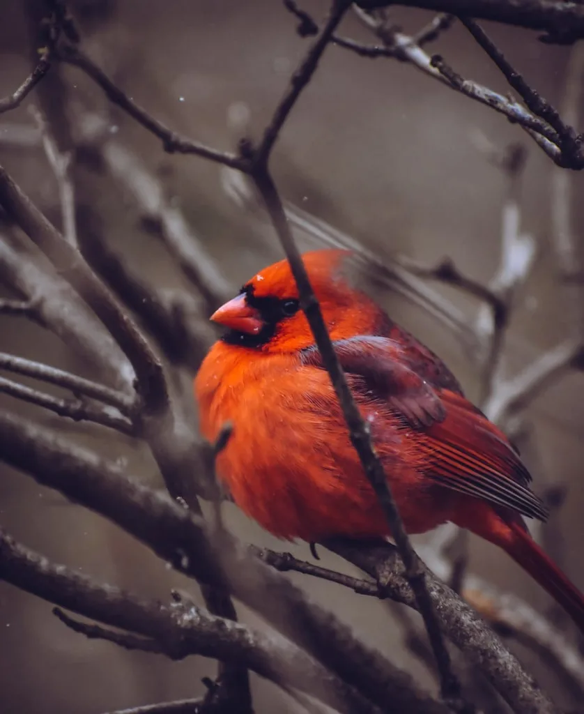 Cardinal