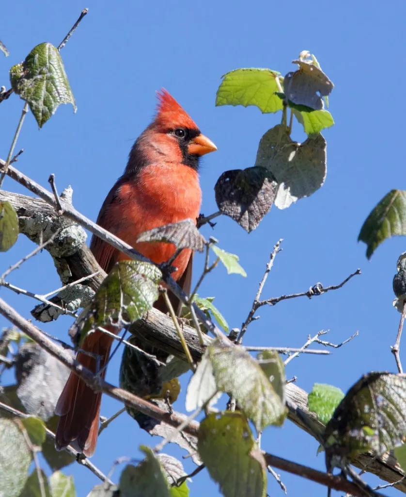 Cardinals