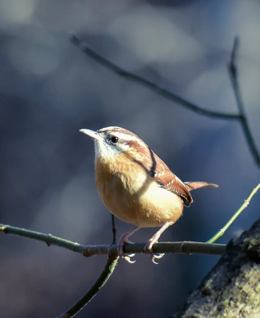 Carolina Wren