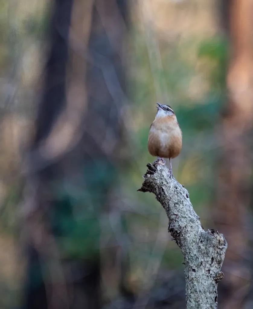 Carolina Wren Spiritual Meaning