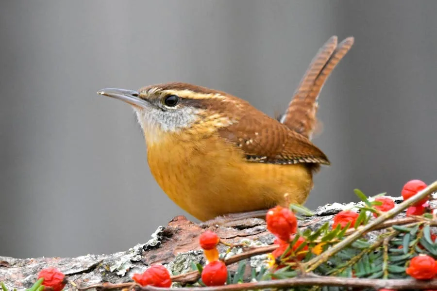 Carolina Wren Spiritual Meaning_ Symbolism and Significance