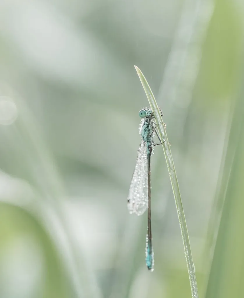 Damselfly