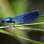 Damselfly Spiritual Meaning (Symbolic Significance)