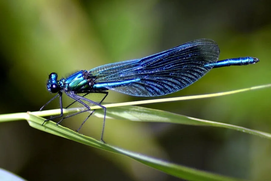 Damselfly Spiritual Meaning (Symbolic Significance)