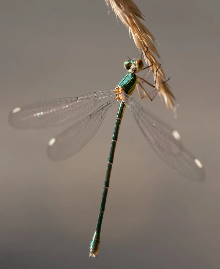 Damselfly Spiritual Meaning