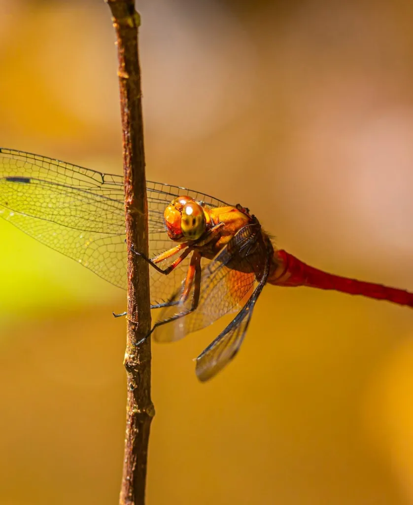 Damselfly on a branch