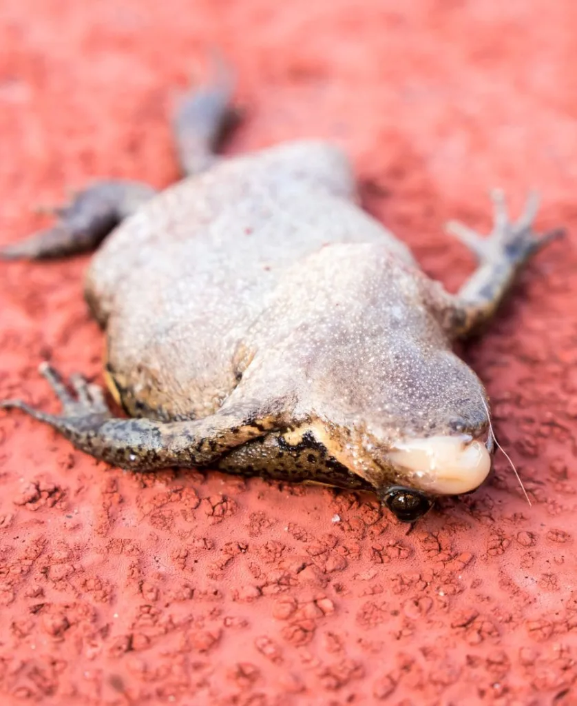 Dead Frog Outside House