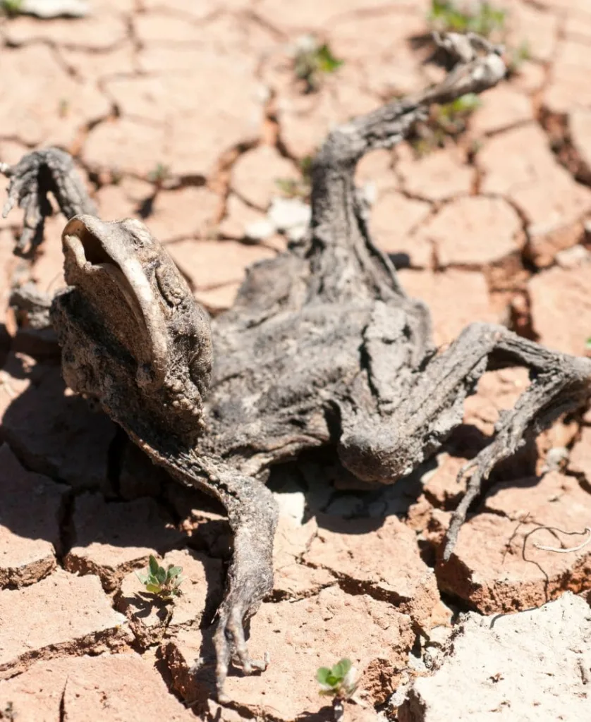 Dead Frog Outside House Spiritual Meaning