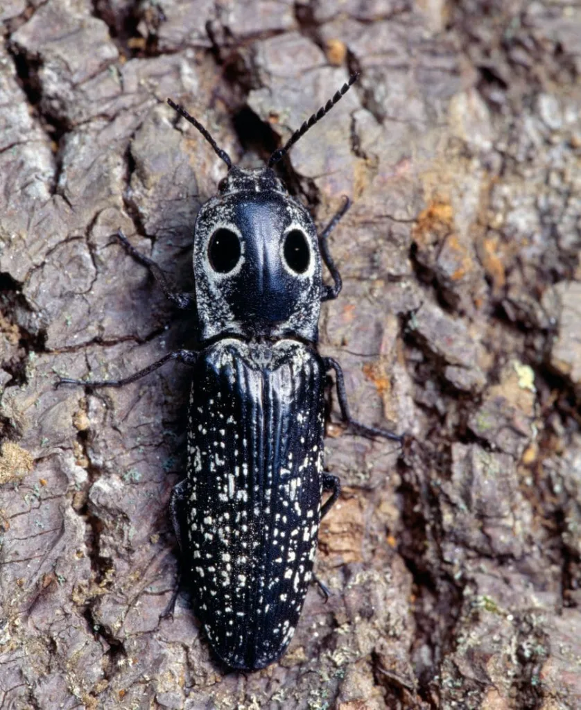 Eastern Eyed Click Beetle