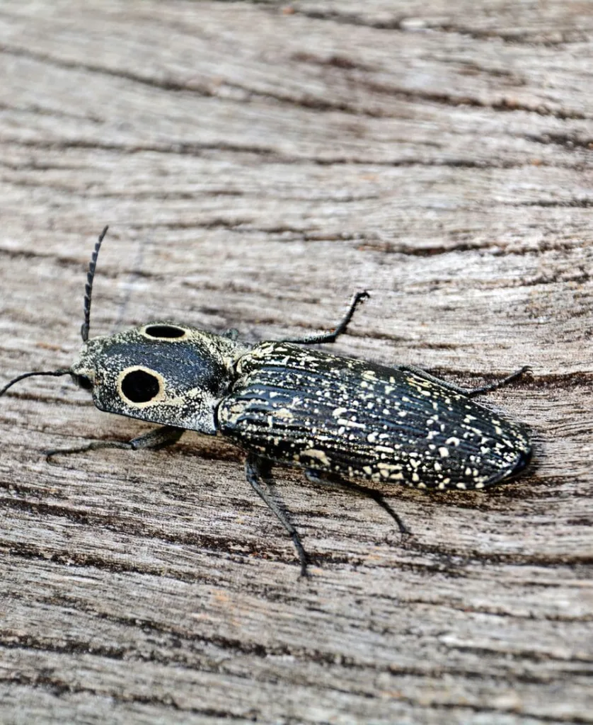 Eastern Eyed Click Beetle Spiritual Meaning