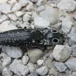 Eastern Eyed Click Beetle Spiritual Meaning: 9 Messages