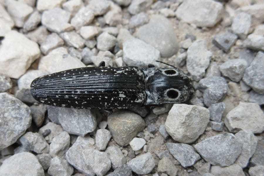 Eastern Eyed Click Beetle Spiritual Meaning: 9 Messages