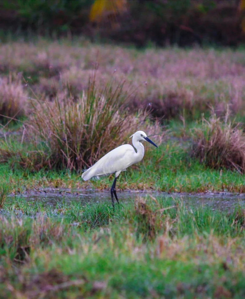 Egret