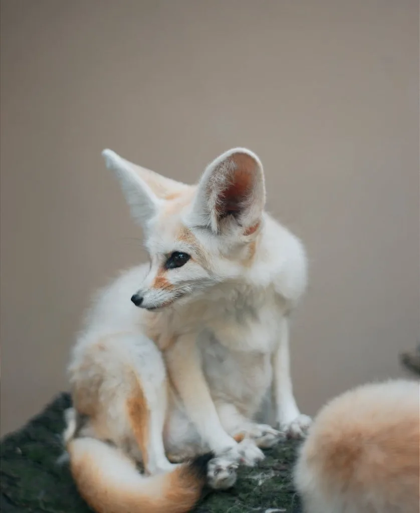 Fennec Fox