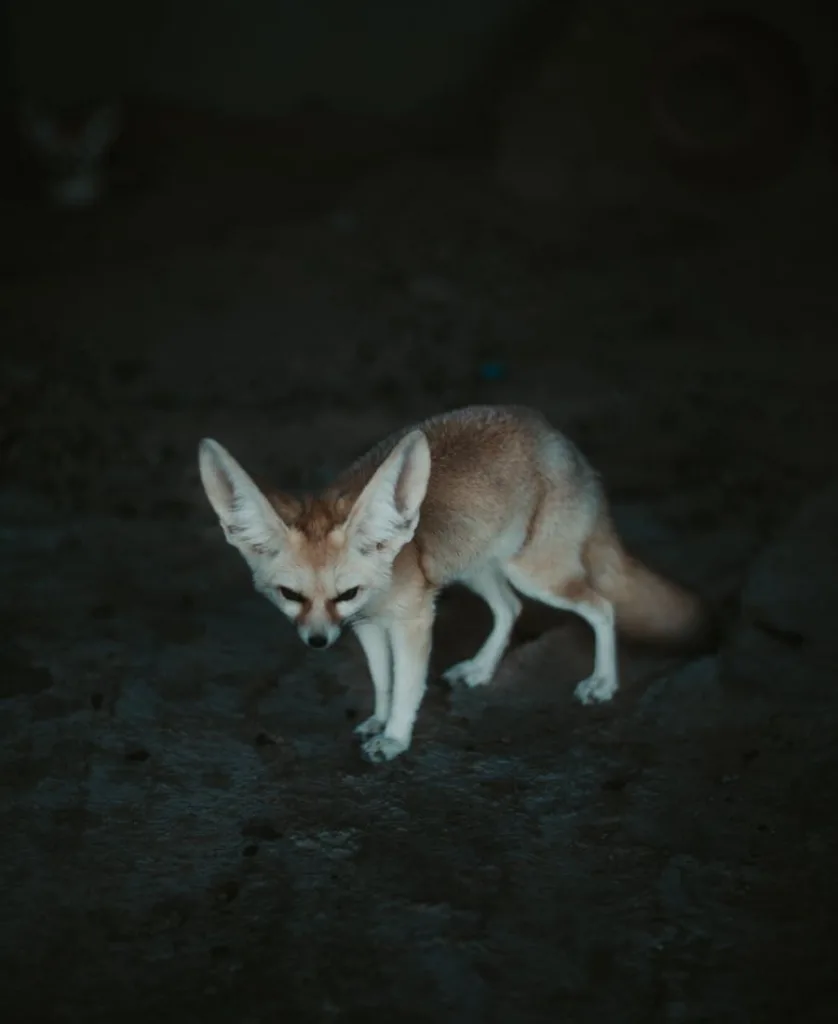 Fennec Fox Spiritual Meaning