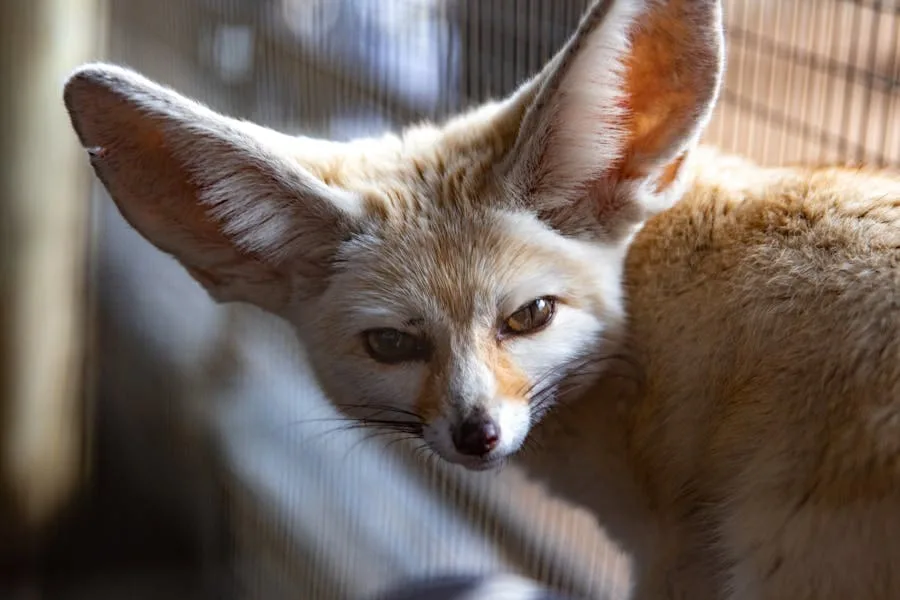 Fennec Fox Spiritual Meaning (Did You See One? Sign!)