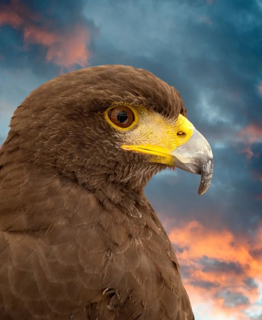 Golden Eagle