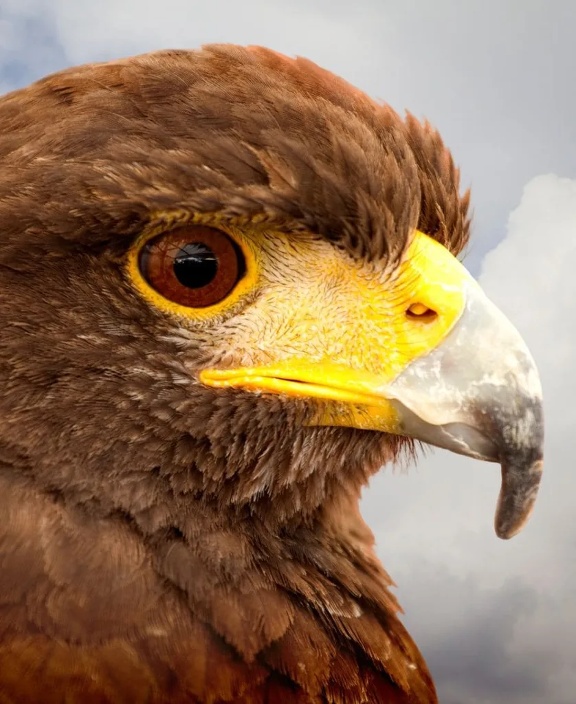 Golden Eagle Spiritual Meaning