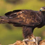 Golden Eagle Spiritual Meaning (Powerful Symbolism)