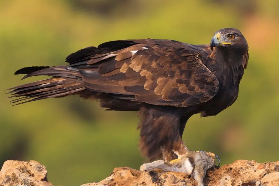 Golden Eagle Spiritual Meaning (Powerful Symbolism)