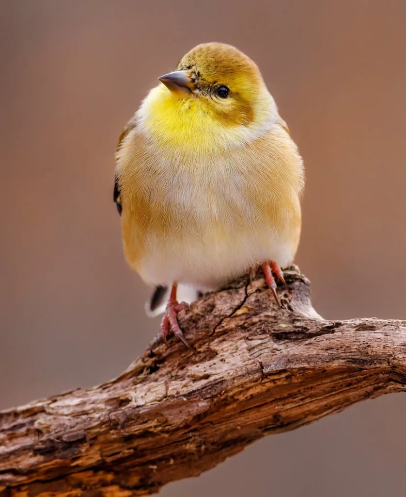 Goldfinch Spiritual Meaning