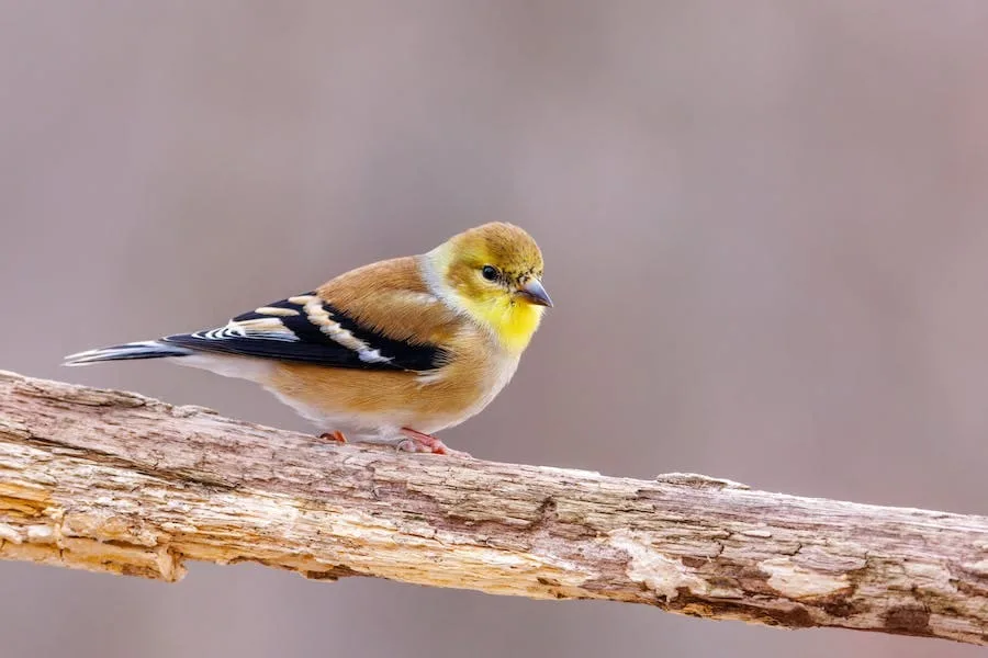 Goldfinch Spiritual Meaning: 7 Symbolisms and Significances